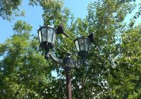 La Municipalidad hizo la reposición de luminarias que fueron vandalizadas en el paseo España