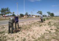 La Municipalidad continuó con su programa de conservación de árboles en el sector sudoeste