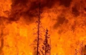 Incendios forestales en Chile: sube a 24 la cifra de muertos
